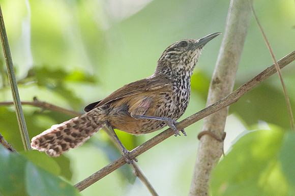 Spot-breasted Wren (Pheugopedius maculipectus)