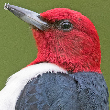 Red-headed woodpecker (Melanerpes erythrocephalus)