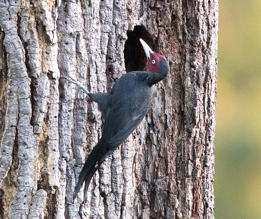 Northern sooty woodpecker (Mulleripicus funebris)