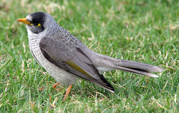 Noisy Miner (Manorina melanocephala)