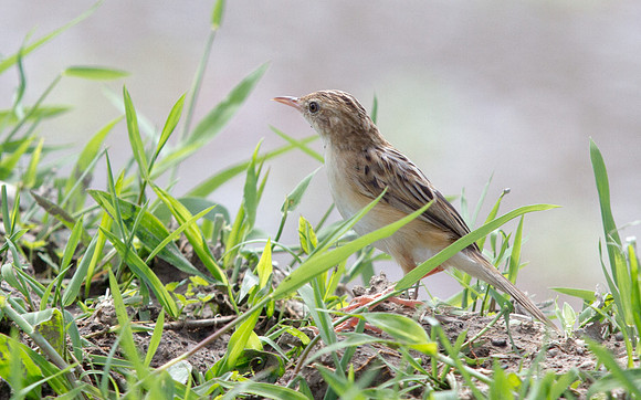 Zitting cisticola (Cisticola juncidis) ?