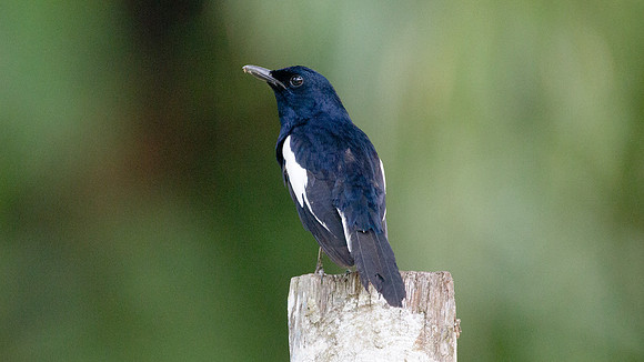 Oriental Magpie-Robin (Copsychus saularis)