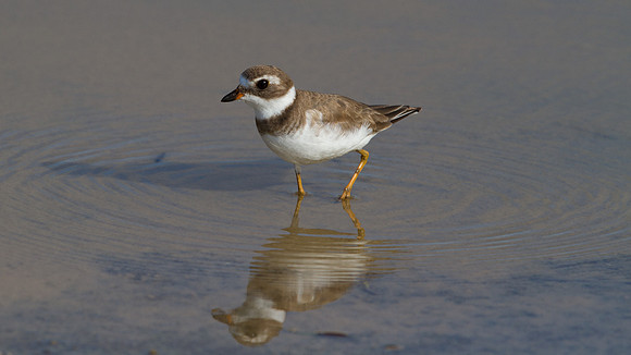 Semipalmated Plover (Charadrius semipalmatus)