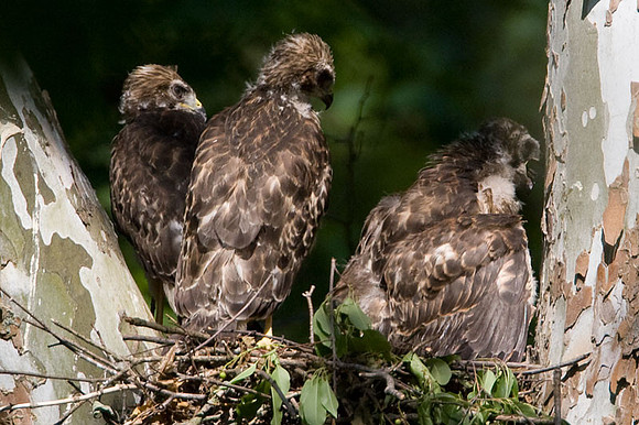 Red-shouldered Hawk (Buteo lineatus) juvenile