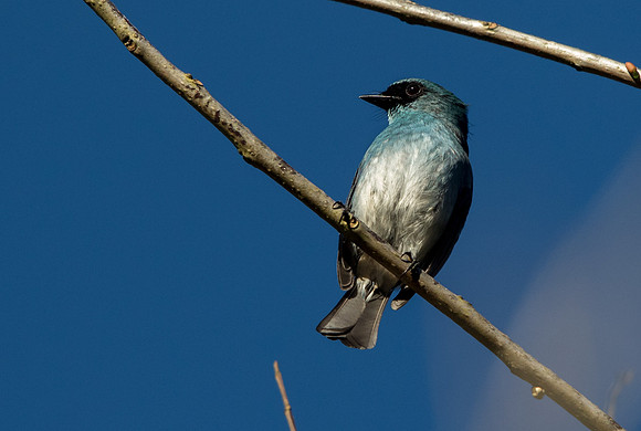 Turquoise flycatcher (Eumyias panayensis)