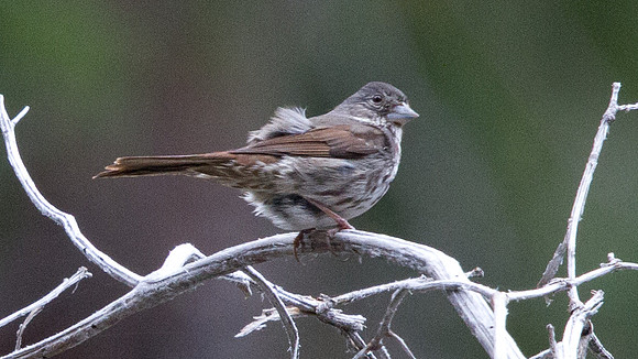 IMG_6868