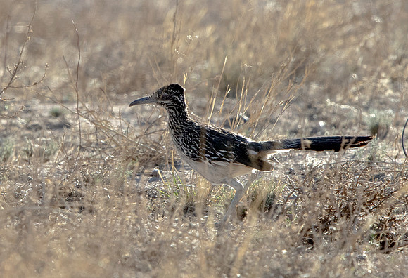Greater roadrunner (Geococcyx californianus)