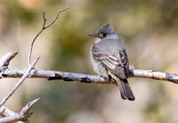 Greater pewee (Contopus pertinax)
