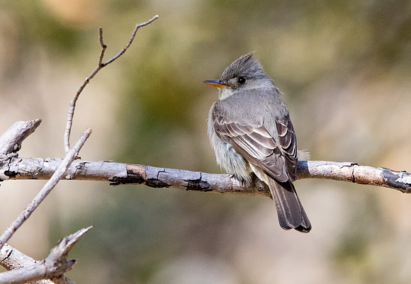 Greater pewee (Contopus pertinax)