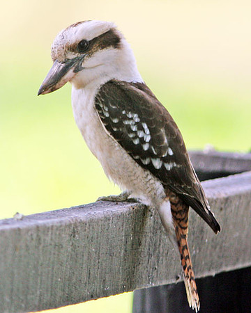 Laughing Kookaburra (Dacelo novaeguineae)