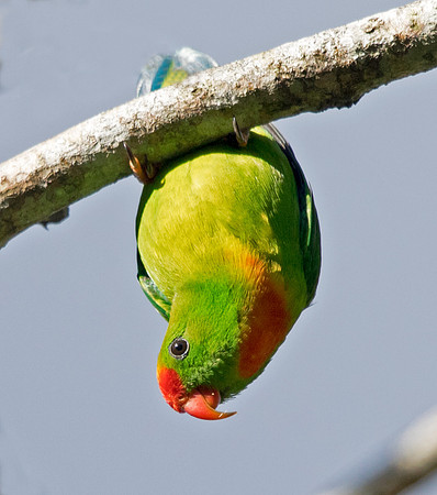 Philippine hanging parrot (Loriculus philippensis)