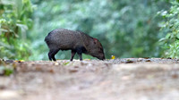 White-lipped peccary (Tayassu pecari)