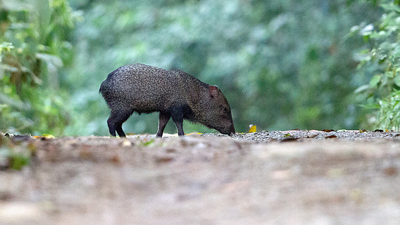 White-lipped peccary (Tayassu pecari)