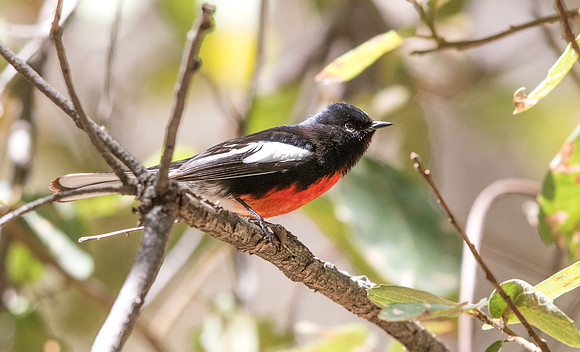 Painted whitestart (Myioborus pictus) Male