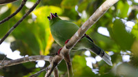 Bornean Green Magpie (Cissa thalassina)
