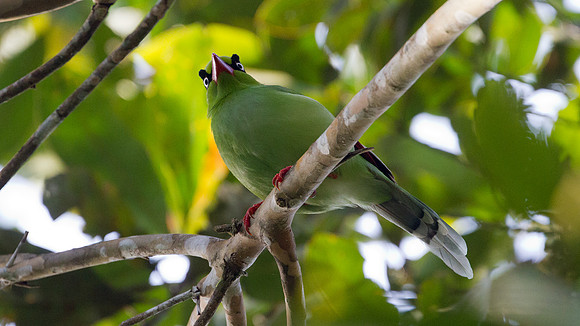 Bornean Green Magpie (Cissa thalassina)