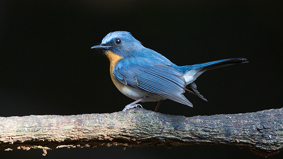 Tickell's blue flycatcher (Cyornis tickelliae)
