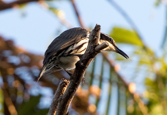 Stripe-headed rhabdornis  (Rhabdornis mystacalis)