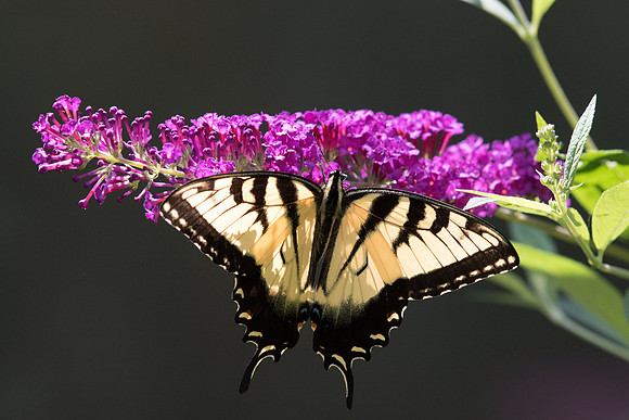 Eastern tiger swallowtail (Papilio glaucus)