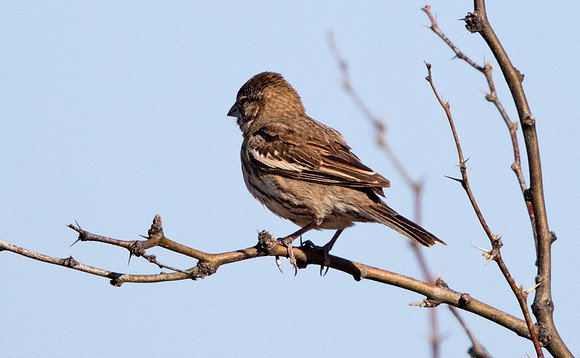 Lark bunting (Calamospiza melanocorys)