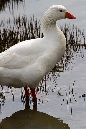 Snow Goose (Chen caerulescens) also known as Blue Goose