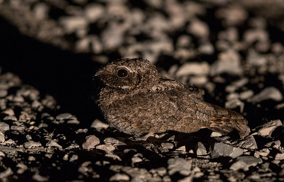 Common poorwill (Phalaenoptilus nuttallii)