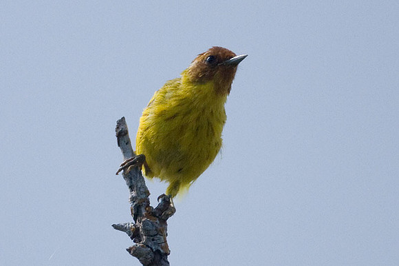 Mangrove Warbler (Dendroica petechia bryanti)