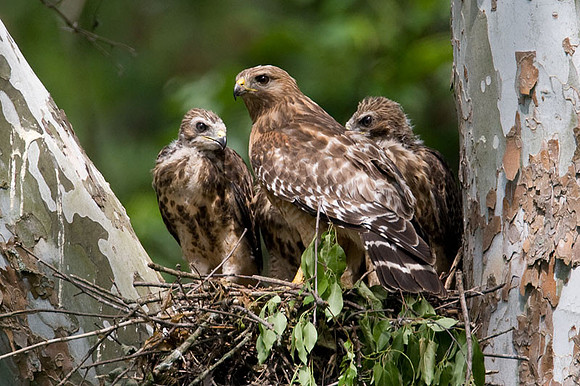 Red-shouldered Hawk (Buteo lineatus) adult and juvenile