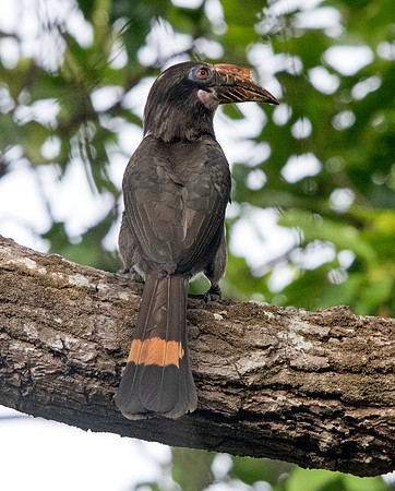 Luzon hornbill (Penelopides manillae) Female