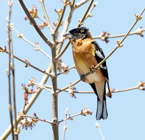 Black-headed grosbeak (Pheucticus melanocephalus) Male