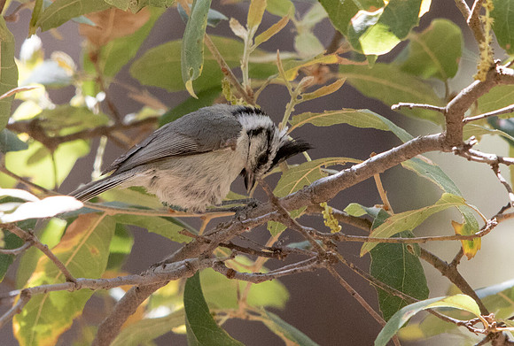 Bridled titmouse (Baeolophus wollweberi)