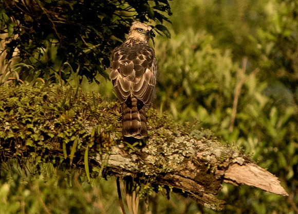 Philippine hawk-eagle (Nisaetus philippensis)