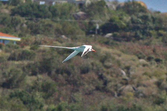 Red-billed Tropicbird (Phaethon aethereus)