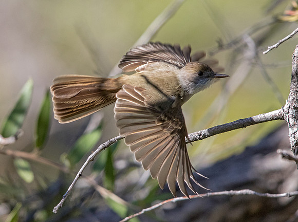 Dusky-capped flycatcher (Myiarchus tuberculifer)
