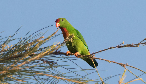 Philippine hanging parrot (Loriculus philippensis)