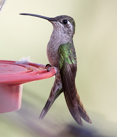 Magnificent hummingbird (Eugenes fulgens)