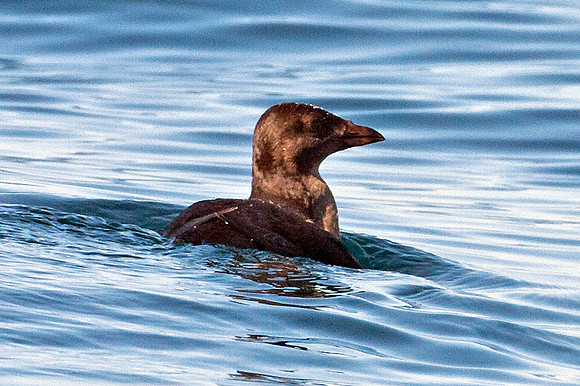 Rhinoceros Auklet (Cerorhinca monocerata)