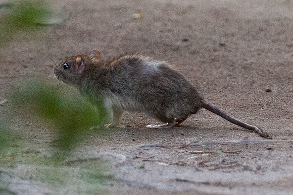 Fruit Rat