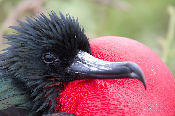 Magnificent Frigatebird (Fregata magnificens)