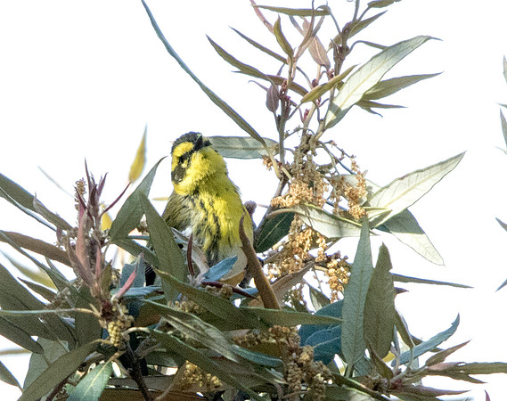 Townsend's warbler (Setophaga townsendi)