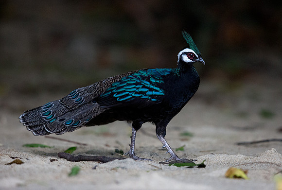 Palawan peacock-pheasant (Polyplectron napoleonis) Male