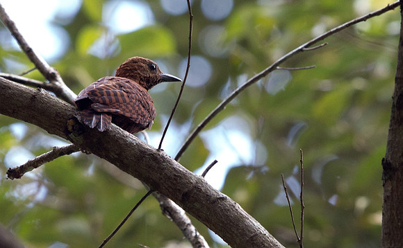 Rufous woodpecker (Micropternus brachyurus)