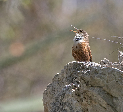 Canyon wren (Catherpes mexicanus)