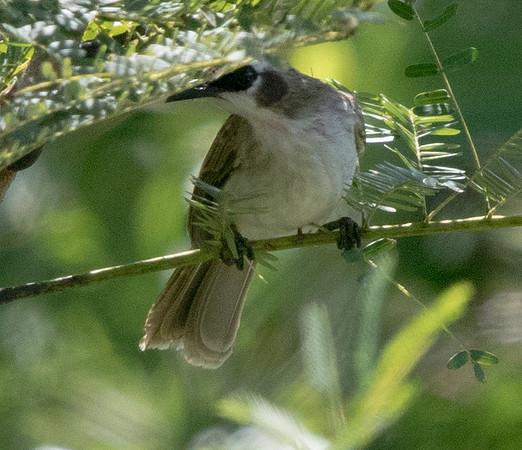 Yellow-vented bulbul (Pycnonotus goiavier)