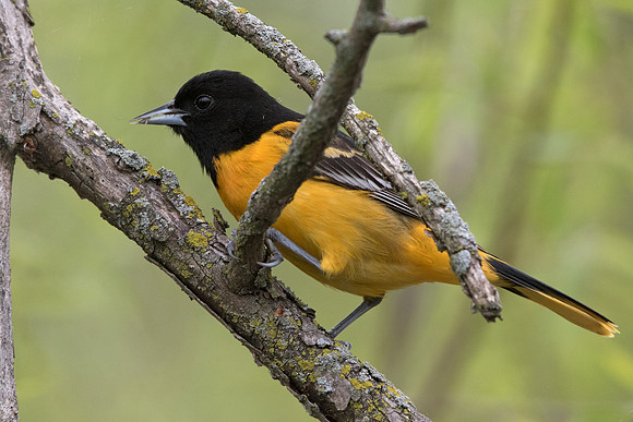 Baltimore oriole (Icterus galbula)