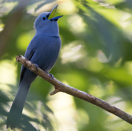 Blue paradise flycatcher (Terpsiphone cyanescens) Male