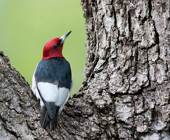 Red-headed woodpecker (Melanerpes erythrocephalus)