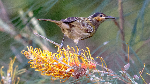 Macleay's honeyeater (Xanthotis macleayanus)