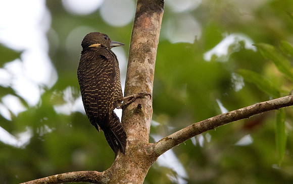Buff-necked woodpecker (Meiglyptes tukki)