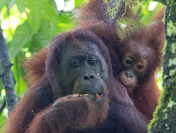 Bornean orangutan (Pongo pygmaeus) Female with Juv